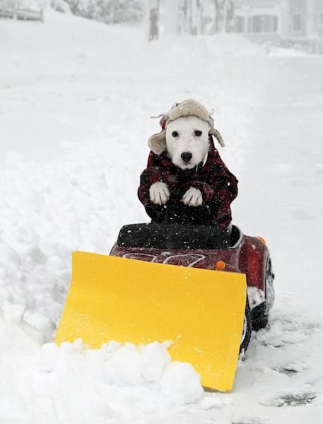 puppy on a toy snow blower
